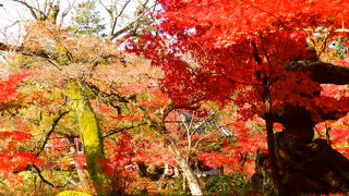 どこを見ても鮮やかな紅葉