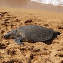 海ガメに出会える