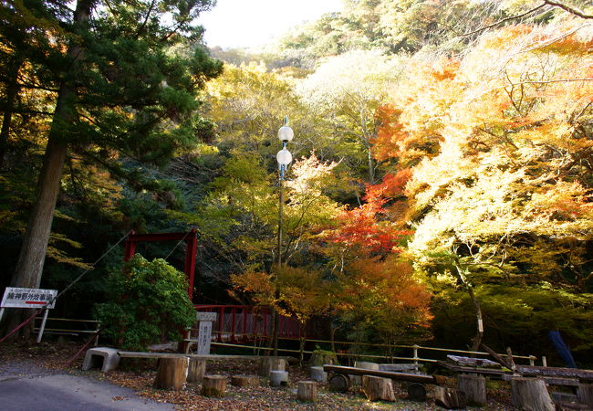 紅葉樹はあまりない