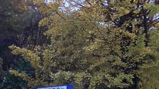 紅葉シーズンは混んでいる