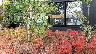 畔屋の`どうだんつつじ`が紅葉真っ盛り