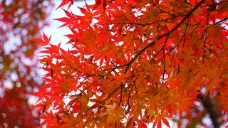 紅葉シーズンの楽しみ方