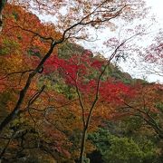 紅葉の下を散歩できる箕面