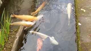 大きな錦鯉がゆったりと泳ぐ殿町通りの風物