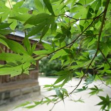 紅葉の時期も良さそう。