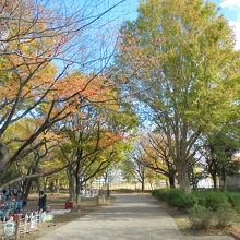 秋には紅葉も見られる武蔵野中央公園