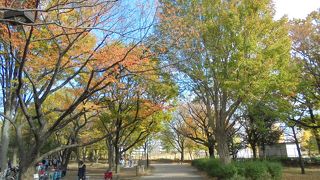 広い芝生が気持ち良い（武蔵野中央公園）