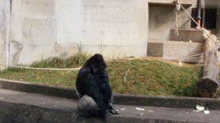 ゴリラが1番人気？