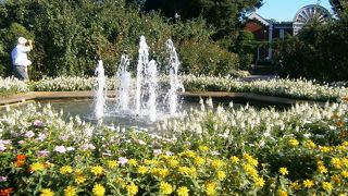 バラがとてもきれいです