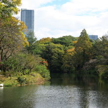 森の中の池に白鳥がいます