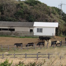 牛の放牧