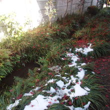 お鷹の道遊歩道の雪と落ち葉