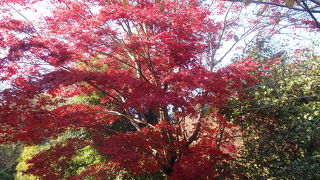 　お鷹の道・真姿の池散策