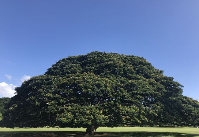 この木なんの木～