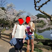 桜がきれいにさく新宿御苑