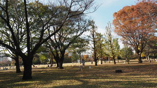 広々とした気持ちのいい公園