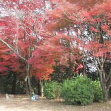 神社前の広場の紅葉