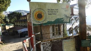 茶畑の木に花が咲く頃に訪問しました。