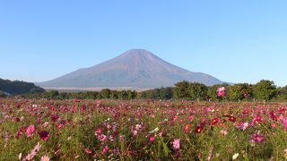 10月中旬、中途半端な時期で、花は少しだけした