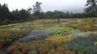 花の少ない時期でした