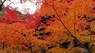 永観堂の紅葉　2017/11/25(土)＆26(日)
