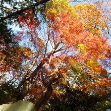紅葉が美しかった