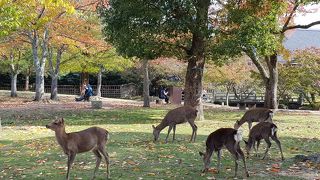 かわいいけど。。。