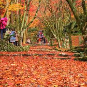 参道の散紅葉がとても綺麗でした。