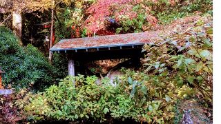 箱根神社にある湖底木の化石