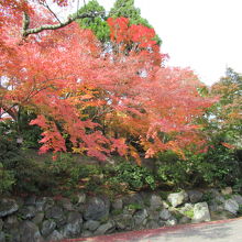 玄関への坂道の途中の紅葉