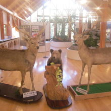 館内では近郊の色々な自然に関する展示が楽しめます