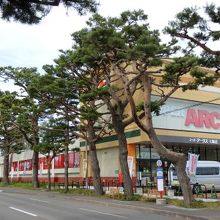 アカマツの並木