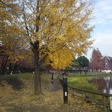 秋は紅葉がきれい。