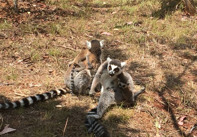 ワオキツネザルと横っ飛びシファカを見たいなら