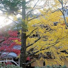 紅葉と黄葉で一本！