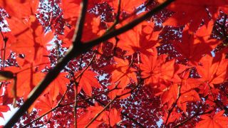 もみじ苑に入るには７００円払う