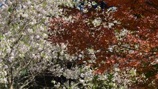 桜と紅葉のコラボを楽しめる寺