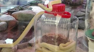 ８匹ベビー確認～