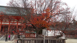 橘は囲いが…。