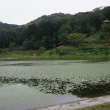 公園の池