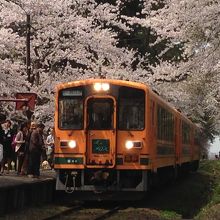桜のトンネルと津軽鉄道