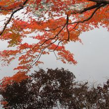 池に写る紅葉