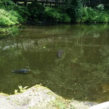 おのころ池です。