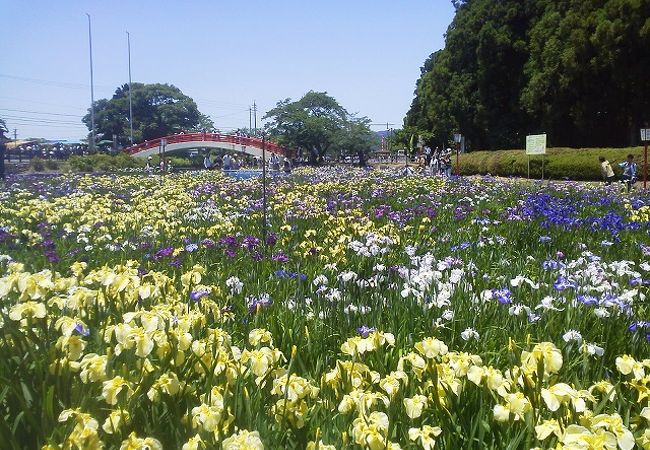 賀茂しょうぶ園 クチコミ アクセス 営業時間 豊橋 フォートラベル 賀茂しょうぶ園 クチコミ アクセス 営業時間 豊橋 フォートラベル