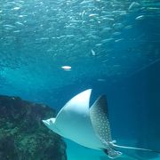 屋内水族館