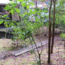 庭園を外から観賞しました。