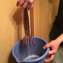 朝とったばかりのイカ！