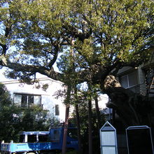 樹齢600年の椎の木