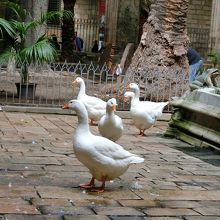 13歳で昇天し、今は13羽のあひるが、その心を癒しています。