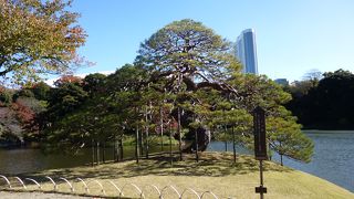 堂々とした姿です